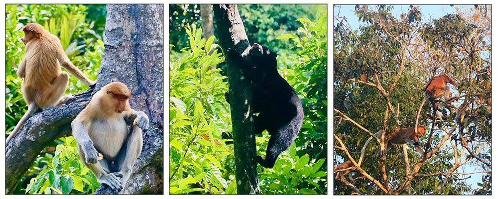 Step into the Jungle - The Wise Traveller - Animals