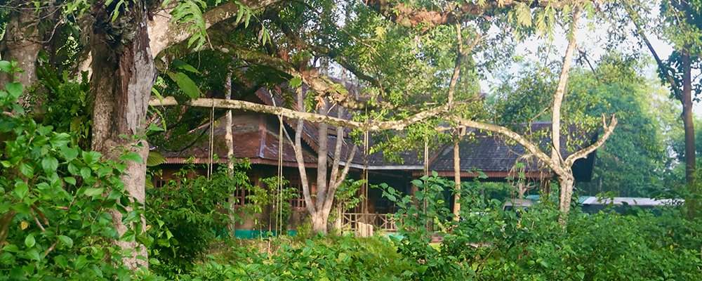 Step into the Jungle - The Wise Traveller - Forest lodge