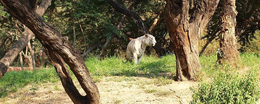Talking About Tigers - India - The Wise Traveller - Bengal Tiger