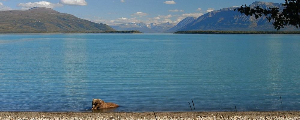 The Best Destinations in the U.S. for Wildlife Tourism - The Wise Traveller - Katmai National Park