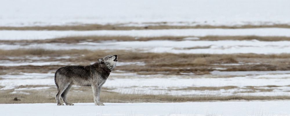 The Best Destinations in the U.S. for Wildlife Tourism - The Wise Traveller - Wyoming