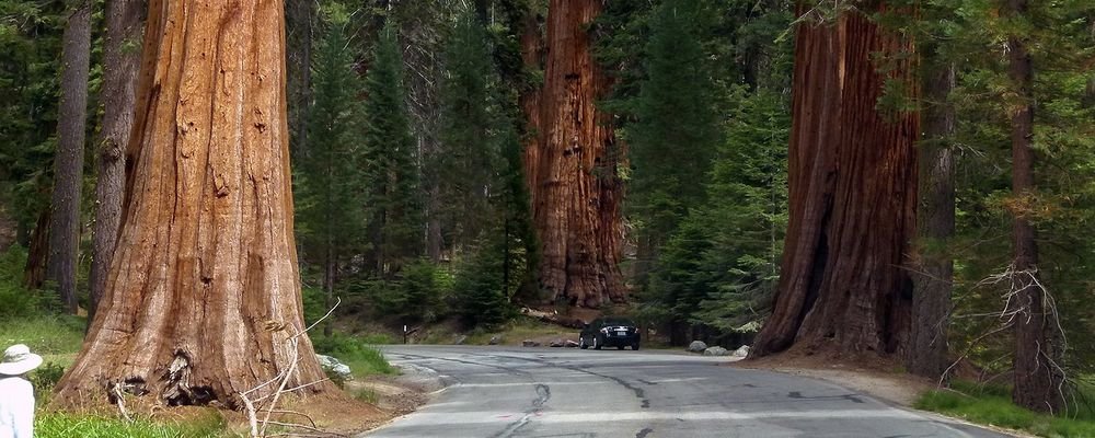 The Best Forests to Visit on an American Road Trip - The Wise Traveller - Sequoia trees