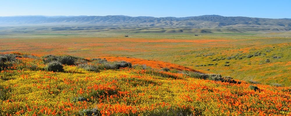 The Best Places to Visit for Spring Flowers - The Wise Traveller - Antelope Valley - California