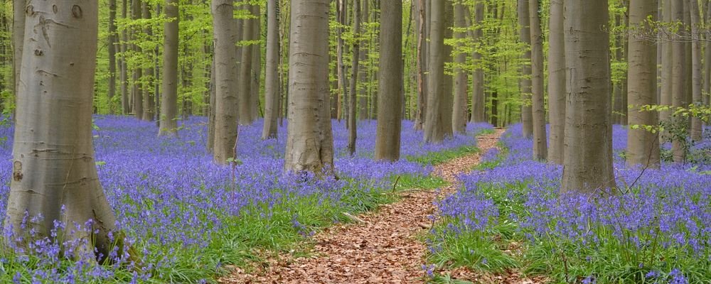 The Best Places to Visit for Spring Flowers - The Wise Traveller - Bluebells - UK