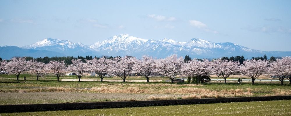 The Best Places to Visit for Spring Flowers - The Wise Traveller - Japan