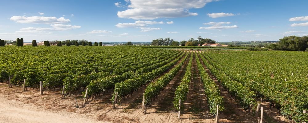 The Best Wine Regions To Tour - The Wise Traveller - Bordeaux - France
