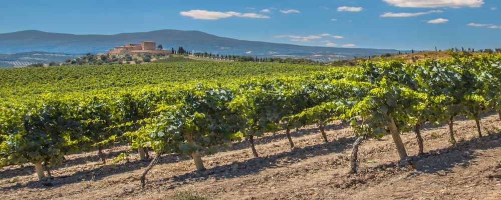 The Best Wine Regions To Tour - The Wise Traveller - Spain - La Rioja