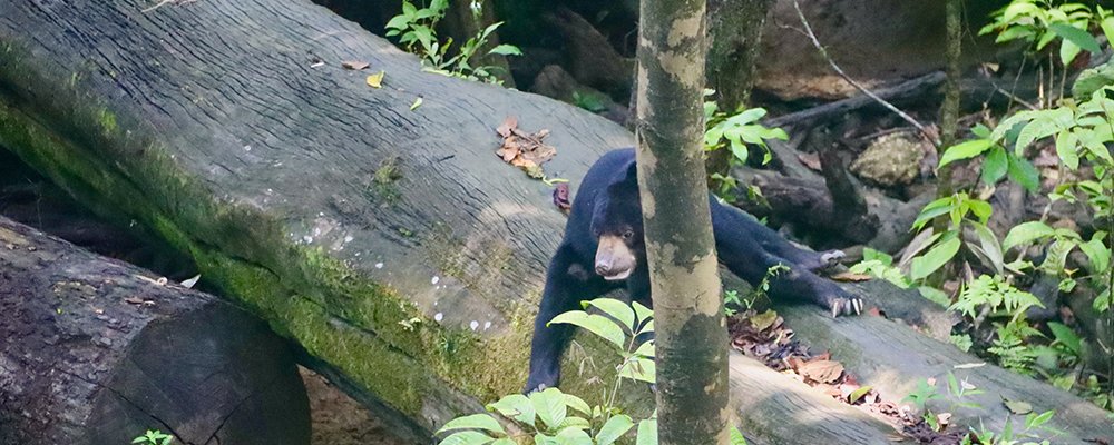 The Easy Way to Animal Perve - Sandakan, Sabah - The Wise Traveller - Bear