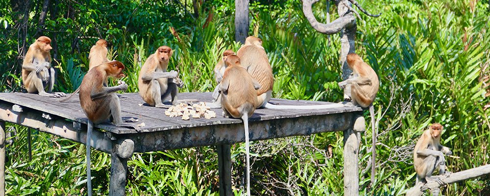 The Easy Way to Animal Perve - Sandakan, Sabah - The Wise Traveller - Monkeys with long noses