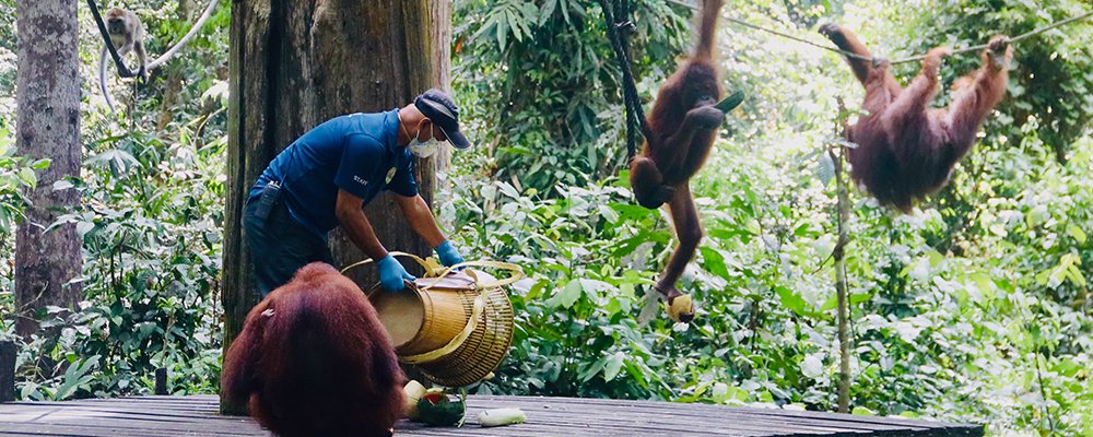 The Easy Way to Animal Perve - Sandakan, Sabah - The Wise Traveller - Orangutans