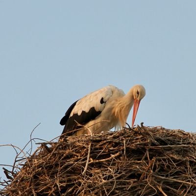 The Ghosts of Olhão - Portugal - The Wise Traveller - Stork - IMG_1043