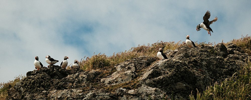 The Next Travel Trend - 'Free' Island Living? - The Wise Traveller - Puffins on Skomer island