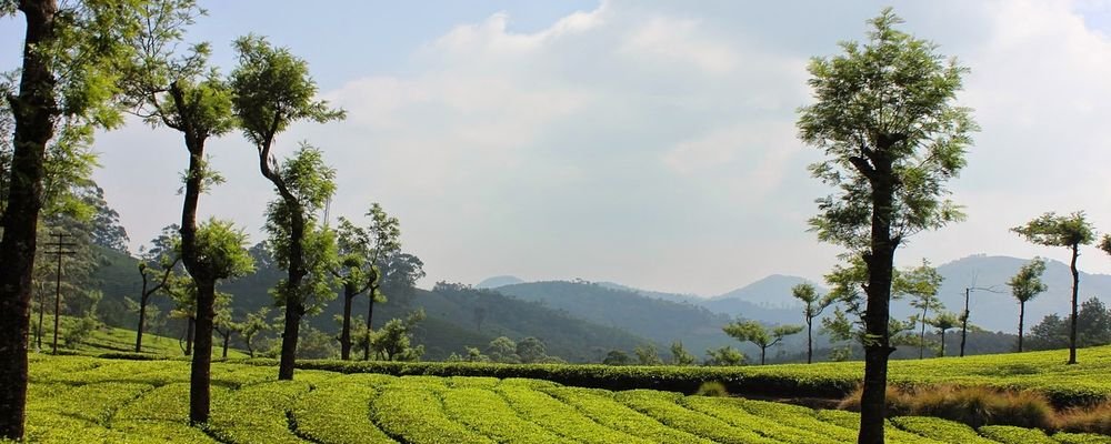 The Top 5 Places to Visit in Kerala for Senior Travellers - The Wise Traveller - Munnar