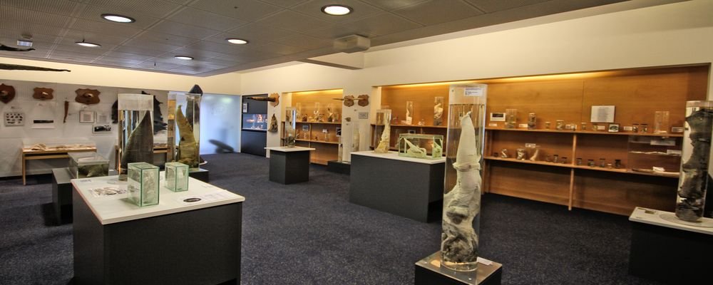The World’s Most Unusual Museums - The Wise Traveller - Iceland Phallological Museum