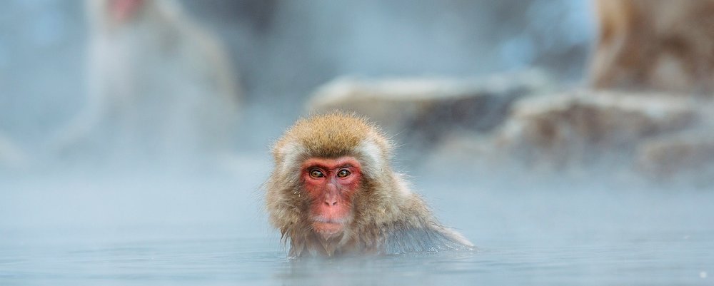 This Month In Travel - Winter Holidays - Snow Monkey Japan