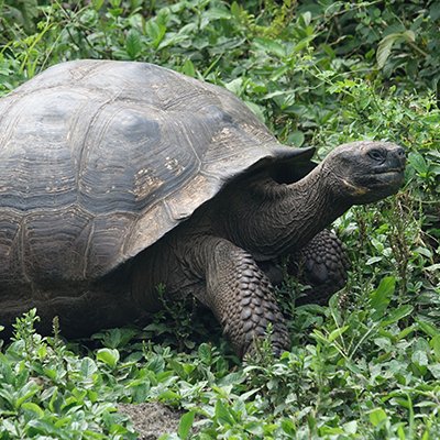 Top 6 Outdoor Adventures in the Galapagos Islands for Nature Enthusiasts - The Wise Traveller - Galapagos Tortoise