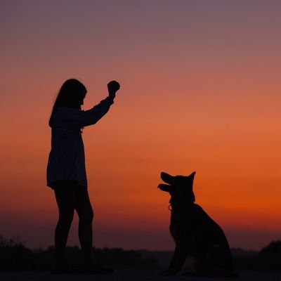 Top Tips for Taking Your Dog on Holiday with You - The Wise Traveller - Dog Train 