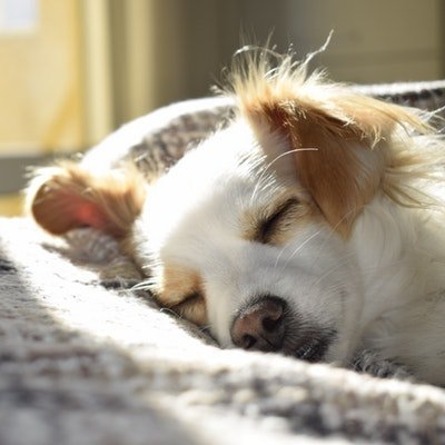 Top Tips for Taking Your Dog on Holiday with You - The Wise Traveller - Sleeping Dog