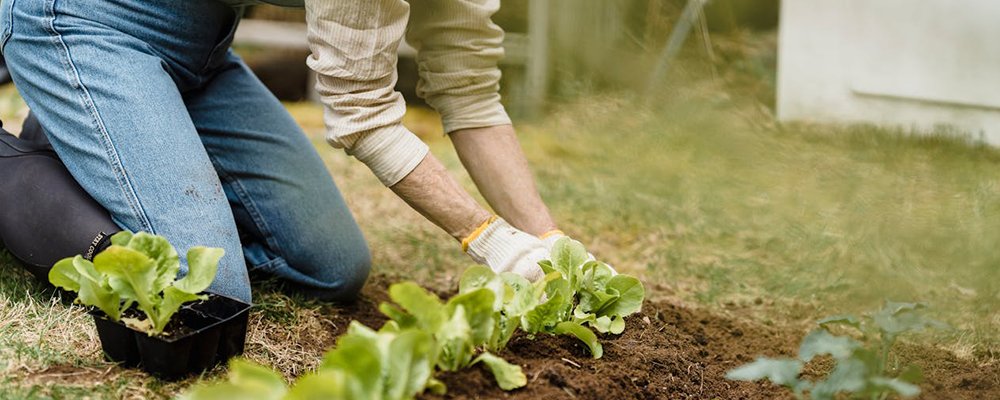 Transform Your Midlife Crisis into a Gateway for Opportunities and Growth - The Wise Traveller - Gardening