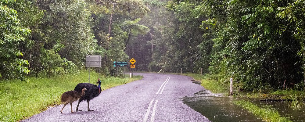 Travel Destinations for Die-Hard Nature Lovers - The Wise Traveller - daintree rainforest