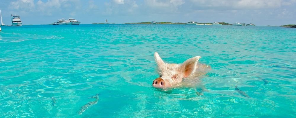 Travel to Indulge Your Childish Dreams - The Wise Traveller - Swimming Pig