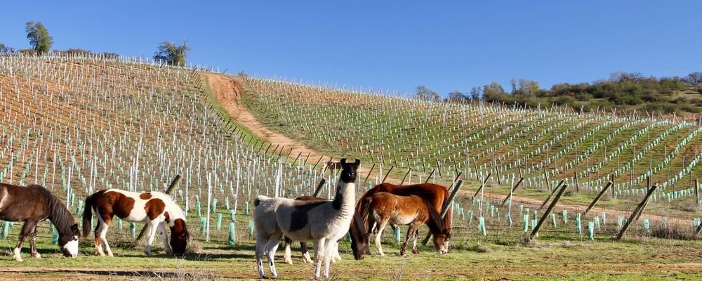 Villard Family Winery - Casablanca - Chile - The Wise Traveller - IMG_5109