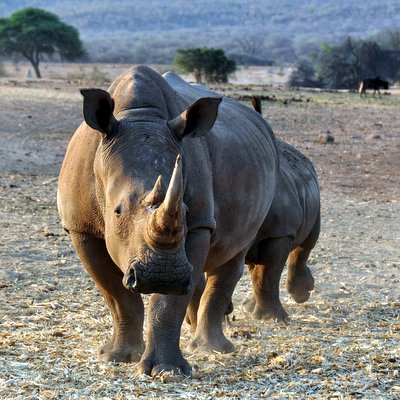 Walking Safari - The Wise Traveller