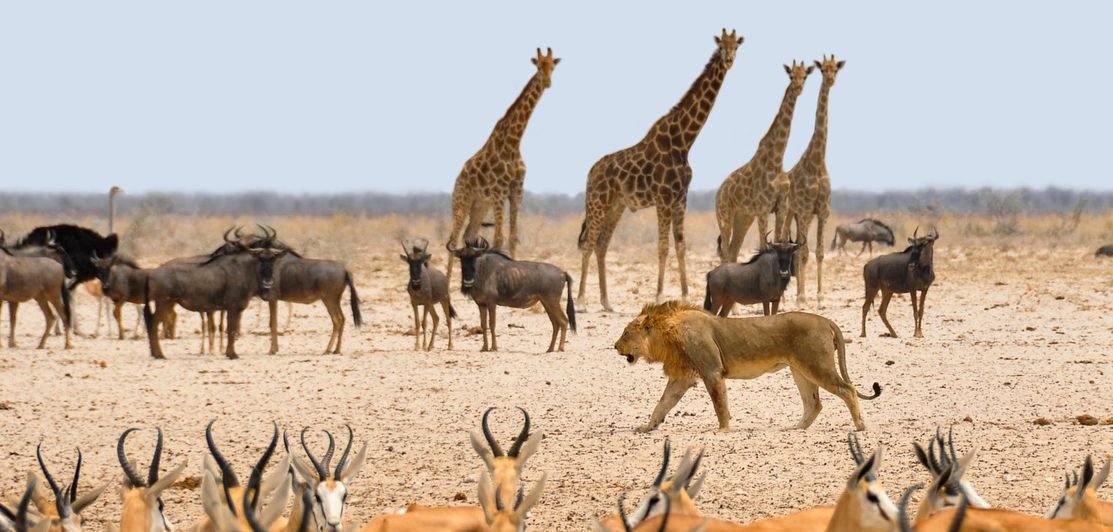 Walking African Safaris - The Wise Traveller - Herd of elephants