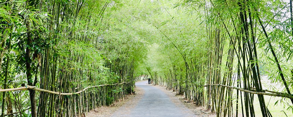 Where Bodies Sigh in Relief - Alba Wellness Valley by Fusion - Hue, Vietnam - The Wise Traveller - Green pathway