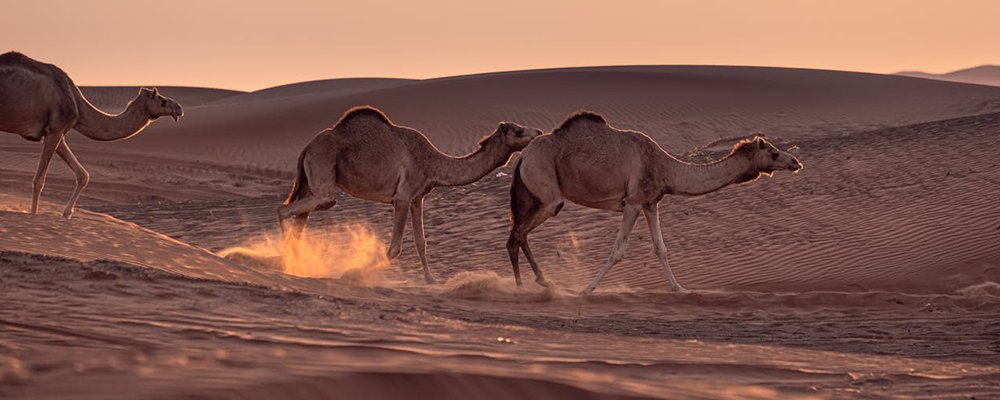 Where to go for Bragging Rights - Unusual Destinations - The Wise Traveller - Gobi