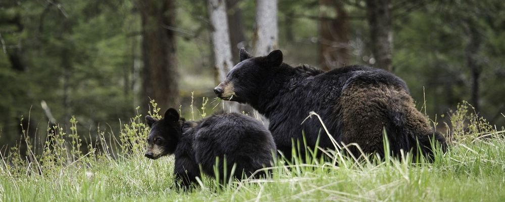 Wild Animals to Spot on a West Coast U.S. Road Trip - The Wise Traveller - Black bears