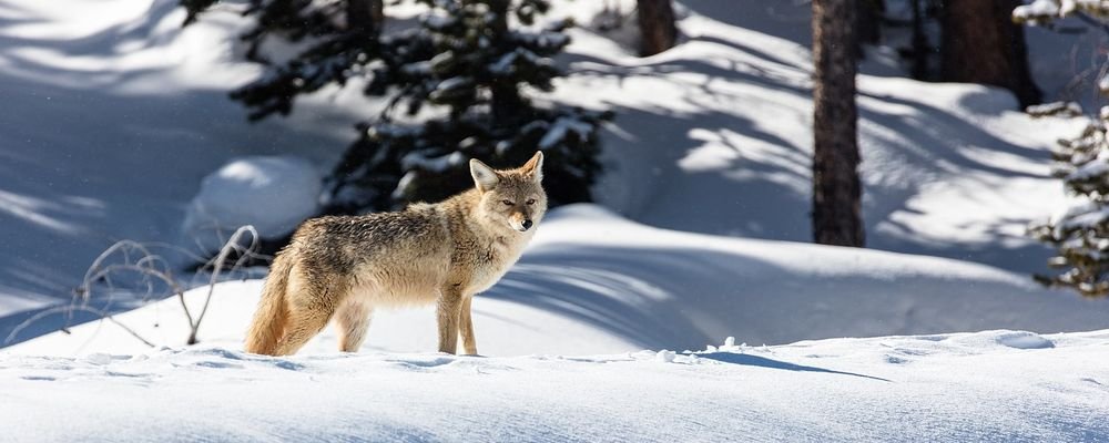 Wild Animals to Spot on a West Coast U.S. Road Trip - The Wise Traveller - Coyote