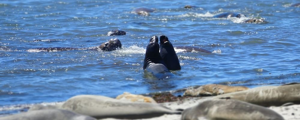 Wild Animals to Spot on a West Coast U.S. Road Trip - The Wise Traveller - Elephant seals