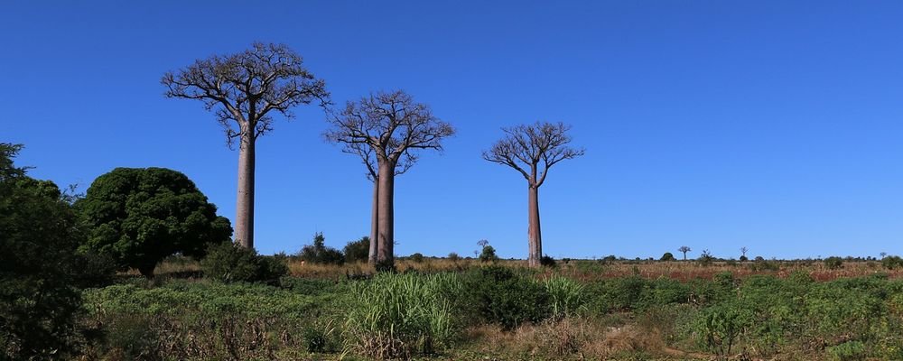 Wishing for Dreamy Islands - The Wise Traveller - Baobab - Madagascar